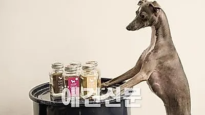 닥터독, '천연 수제 영양 파우더' 출시