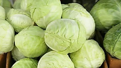 [역류성식도염에 좋은 음식] 양배추즙 맛없다면 이건 어때? 양배추 효능·부작용과 양배추 코울슬로 만드는법