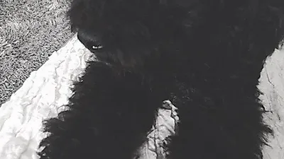 태연 반려견, 넘치는 '개리스마'