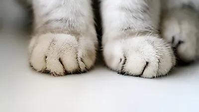 고양이 꾹꾹이에 숨겨진 과학적 근거