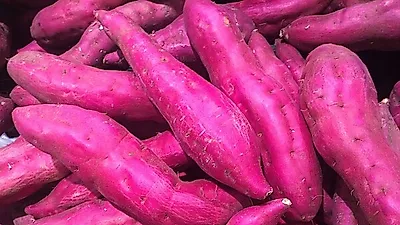 [면역력 높이는 음식] 고구마 어떤 효과 있을까?…고구마 맛있게 먹는 법