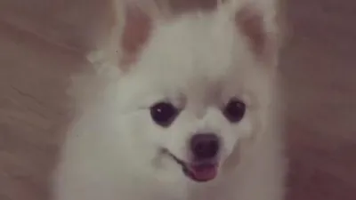 공승연 반려견, 하얀 솜사탕 같아 '찰칵'