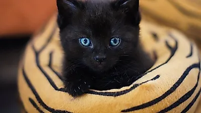 예민한 고양이, '감각과민 증후군' 의심해 봐야