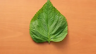 알토란 연한 '깻잎순볶음' 향긋함을 유지할 수 있는 비법은?