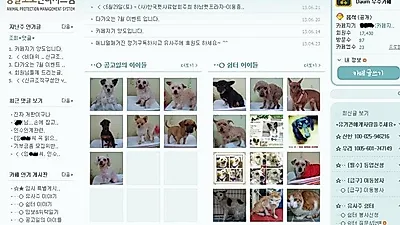 유기견보호단체 "유사주", 운영자와 회원들간의 갈등 확산