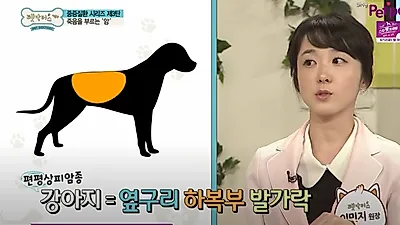 [연구] 반려견도 빈혈 생길 수 있어...원인 1위는 ‘암’