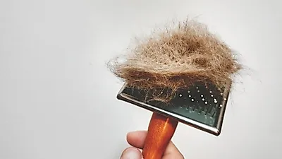 알레르기 때문에 고생한다면…저자극성 동물도 좋아