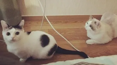 강민혁, 반려묘 근황 공개 '심쿵'