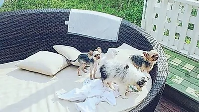 고원희, 반려견들과 평화로운 일상 '찰칵'
