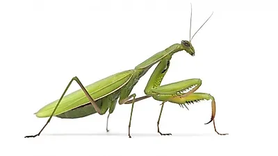 기도하는 사냥꾼, 사마귀 기르기