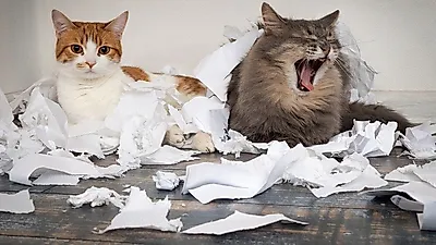 다른 고양이를 괴롭히는 고양이, 어떻게 지도할까?