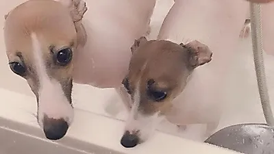 조권 반려견, 즐거운 목욕 놀이 "가가와 비버"