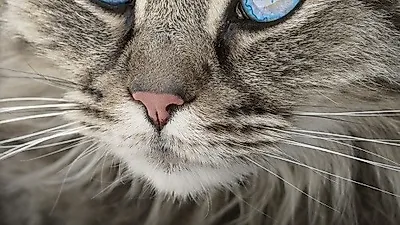 수원시, 고양이 AI 확진 소식에 긴급대책회의 개최
