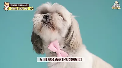 Why Dogs Tilt Their Heads: 10 Sounds That Stimulate the Brain