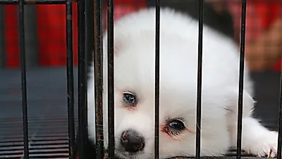 영국, 애완동물 상점에서 반려견 분양 금지 검토