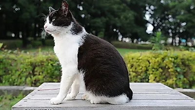 개를 훈련시키는 고양이