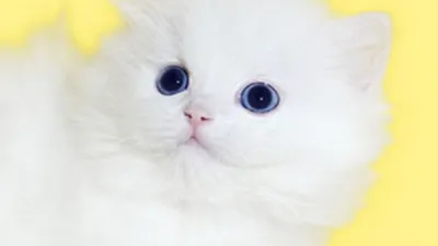 프리미엄 고양이 분양샵 ‘나비캣’ 다양한 분양 이벤트 준비