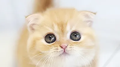고양이 분양샵 ‘가필드고양이’ 안심 분양 서비스 제공