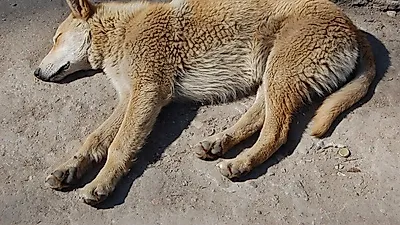 '실없는' 동물학대 수사 매뉴얼…경찰청장 국정감사서 "매뉴얼 개정할 것"