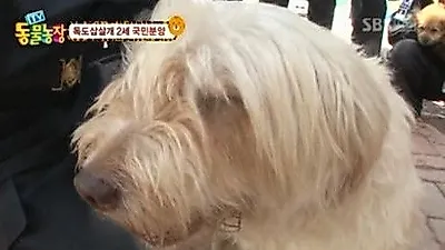 삽살개의 특징, 다정다감 온순한 성격 '반려견 제격'