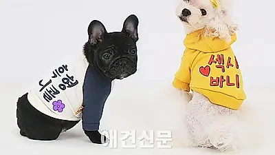 펀독, 애견에게 톡톡 튀는 맞춤옷을 입혀주자