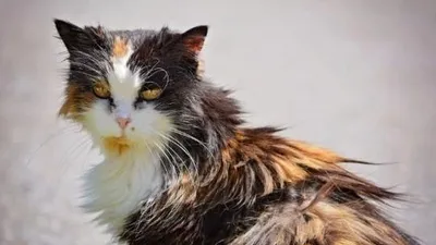 태초부터 완벽한 동물, 고양이