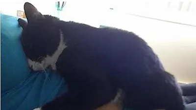 동생 지키는 '고양이  판다'
