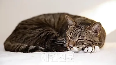 '캣맘 갈등' 싸우지 마시고 문의 하세요!