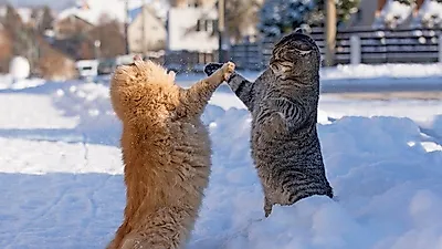 고양이도 여름에 더 많이 싸운다. 고양이 싸움 중재하기