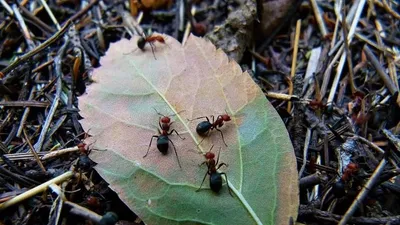 집 안팎에서 개미 제거하기