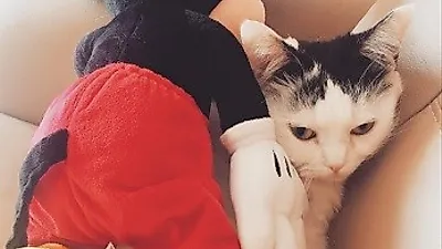 강민혁 반려묘, 쥐에게 당하고 있는 고양이 '깜찍'