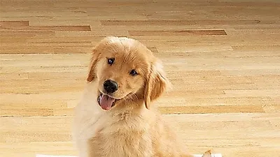 애견 배변패드 잘라쓰면 위험, 논란 확산