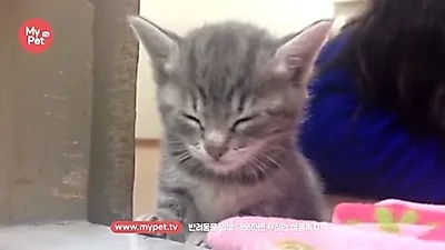 '꾸벅 꾸벅' 졸고 있는 고양이