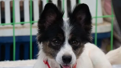 '犬계의 샤넬'이라 불리는 제니…"가족으로 맞아주개!"