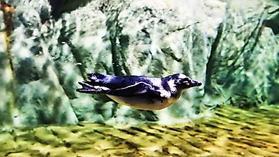 SEA LIFE 부산아쿠아리움서 멸종위기 자카스 펭귄 사랑스러운 주니어 탄생