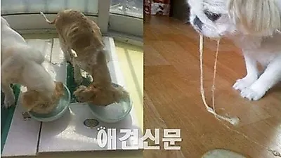 굶기고 때리고 버리고 태우고...끊이지 않는 동물학대 소식 (1)