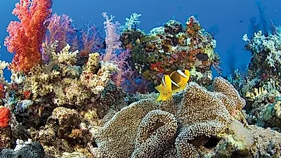 전 세계 환경 리더 아부다비로 집결… IUCN 세계자연보전총회, 주요 의제 미리 공개