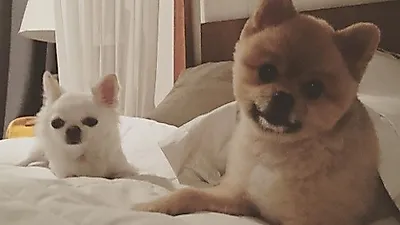 임수향 반려견들 향해 " 더 좋은 엄마가 되되도록할게 아키라이 미안해"