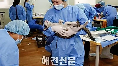 [포토뉴스] 조심스레 고양이 옮기는 봉사자