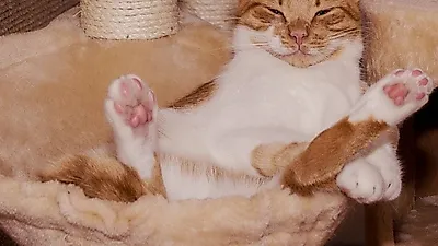 의사소통부터 영역 표시까지...고양이 발바닥의 모든 것