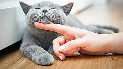 알 수 없는 고양이 행동, 그 숨겨진 의미는?