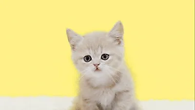 프리미엄 고양이 분양샵 나비캣, 맞춤형 컨설팅을 통해 애묘인들의 선택을 돕는다