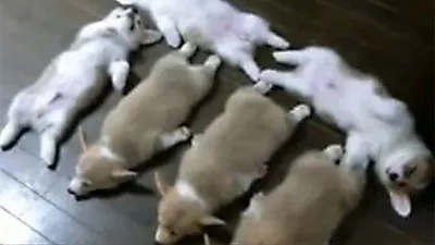 새끼 강아지 마치 널어놓은 느낌?...나란히 떡실신