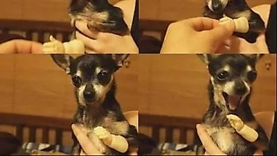 '안상구 빙의한 견공?'...모이또가서 몰디브 한 잔할까?