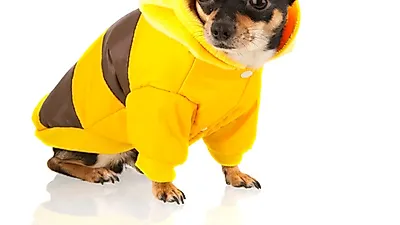 반려견계 특수직, 꿀벌 지킴이 '양봉견'