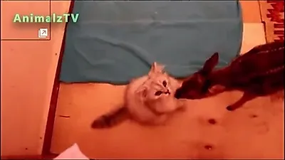 고양이와 사슴의 '깜찍한 첫 만남'