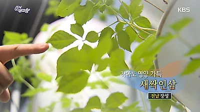 [면역력높이는음식] 새싹인삼이란? 피부미백, 주름개선 뛰어난 새싹인삼 효능