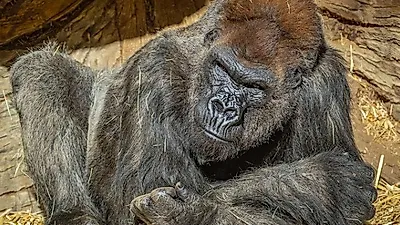 “멸종위기인데 어쩌나” 고릴라도 코로나19 확진