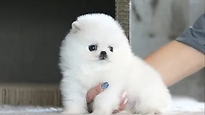 고양이 분양샵 ‘아담스펫’ 분양가 할인 이벤트 진행해 반려인 부담 덜어