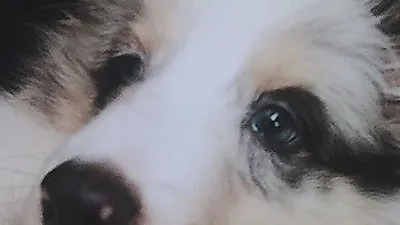 이하율, 잘생긴 "셔틀랜드쉽독블루멀 블루아이"